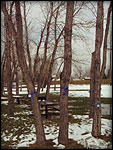 Trees tied with blue ribbons to symbolize the suffering at Columbine High